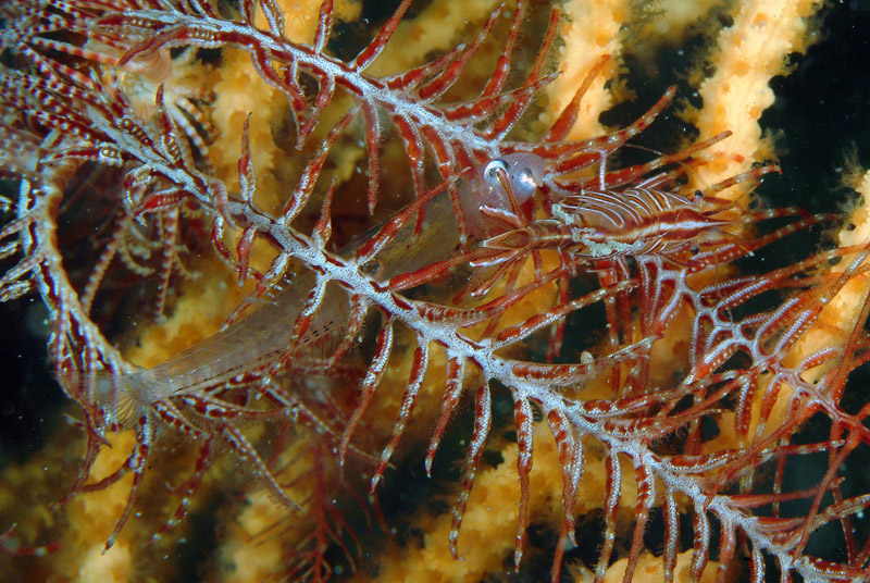 Tra gorgonie e crinoidi (Aphya minuta)